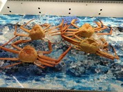 新湊鮮魚センター