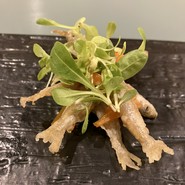 ラ・パチャーダ