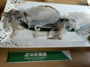 この日はアオリイカ　透明で動いている!