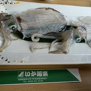 この日はアオリイカ　透明で動いている!
