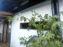 うなぎ家　しば福や
