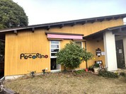 ペコリーノ