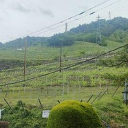 シャトー勝沼レストラン鳥居平