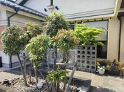 珈琲屋らんたん
