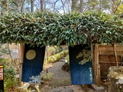 伊豆高原 城ケ崎温泉 花吹雪