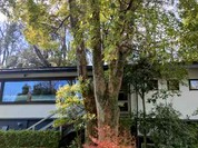 伊豆高原 城ケ崎温泉 花吹雪