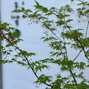 日本料理　ます田