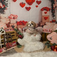 わん!リトルガーデン