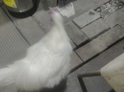 やきとり長谷川