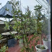 IZUMI　cafe　＆bistro